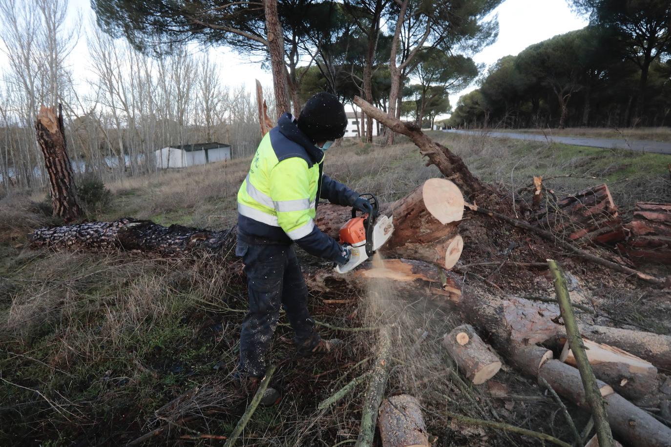 Operarios retiran los árboles caídos en la carretera entre Simancas y Puente Duero.