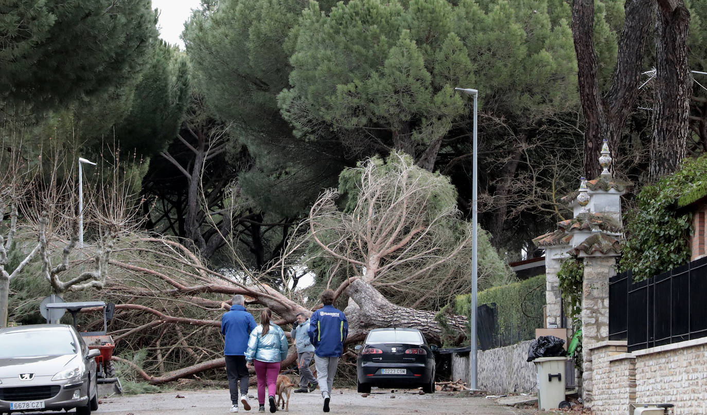 Árboles caídos en la carretera en la urbanización de La Corala.