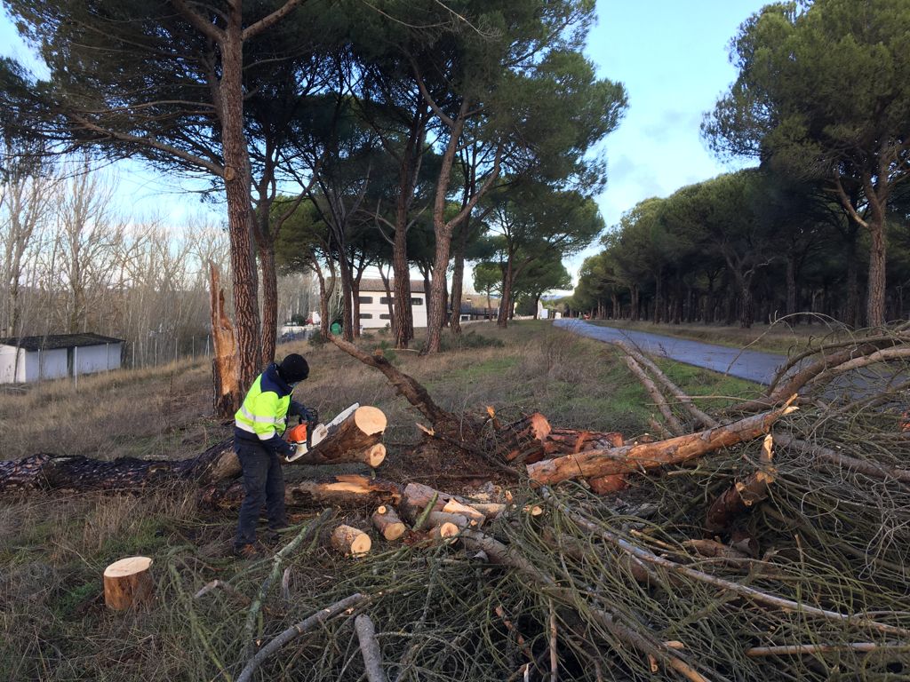 Operarios retiran los árboles caídos en la carretera entre Simancas y Puente Duero.