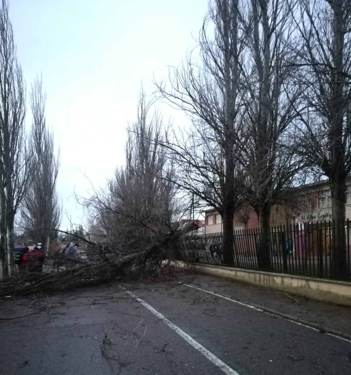 Un árbol caído en Villalón de Campos.