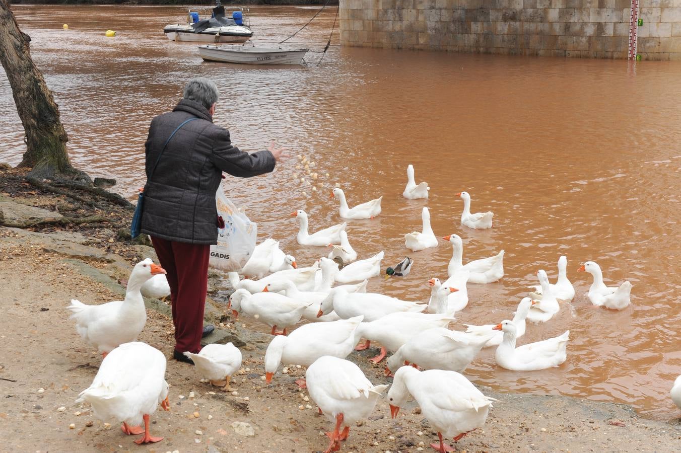 Fotos: Aumenta el caudal del Pisuerga a su paso por Valladolid