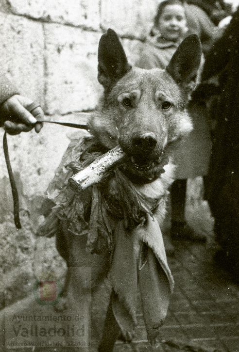 Fotos: Estampas del Valladolid antiguo (LXV): animales esperando la bendición de San Antón en 1957