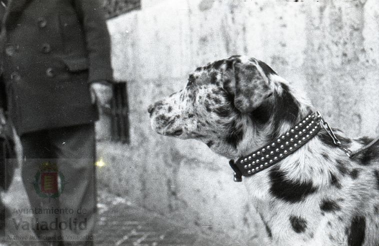 Fotos: Estampas del Valladolid antiguo (LXV): animales esperando la bendición de San Antón en 1957