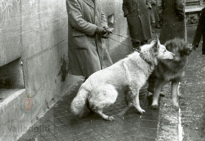 Fotos: Estampas del Valladolid antiguo (LXV): animales esperando la bendición de San Antón en 1957