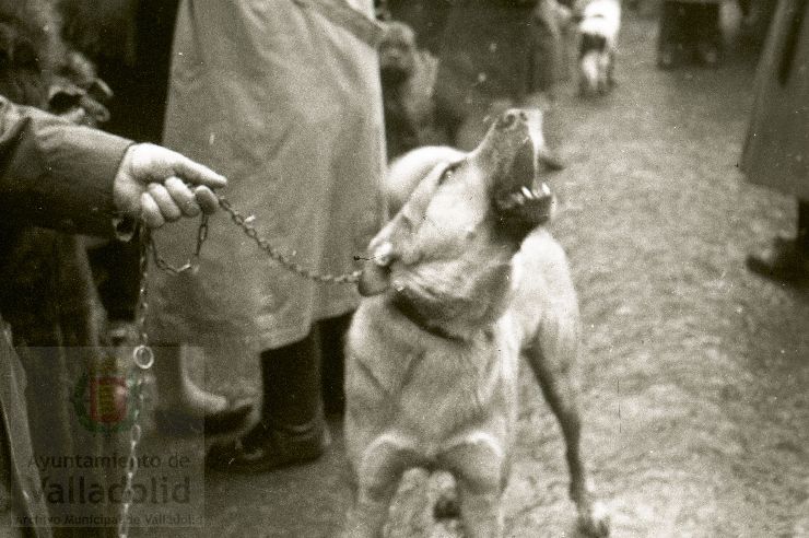 Fotos: Estampas del Valladolid antiguo (LXV): animales esperando la bendición de San Antón en 1957