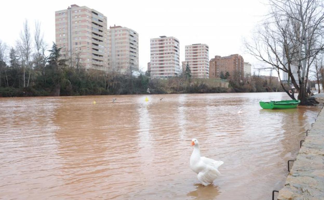 El Pisuerga amenaza con cubrir sus paseos inferiores junto al puente de Isabel la Católica