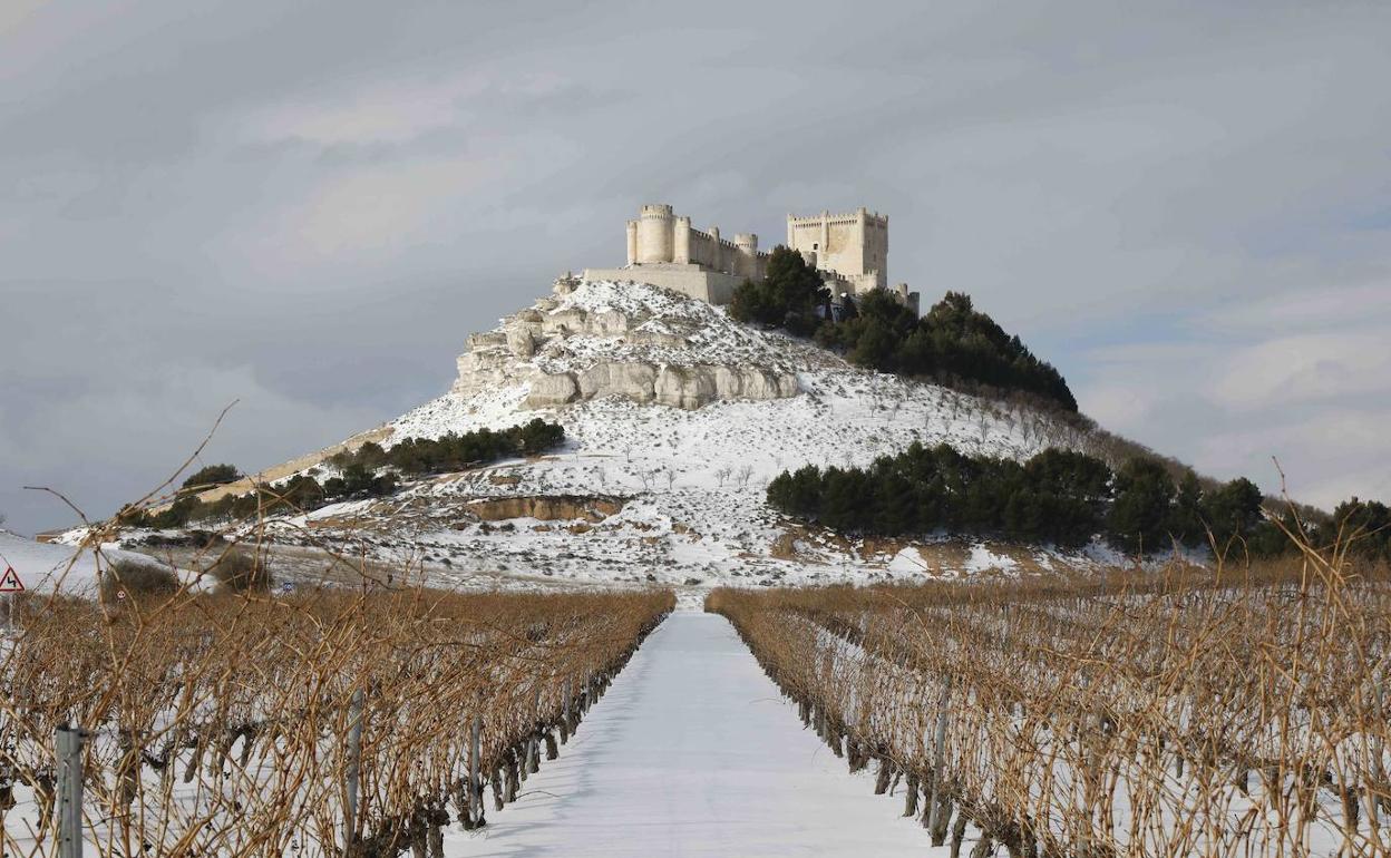 Viñedo nevado a mediados de mes de enero a las faldas del Castillo de Peñafiel. 