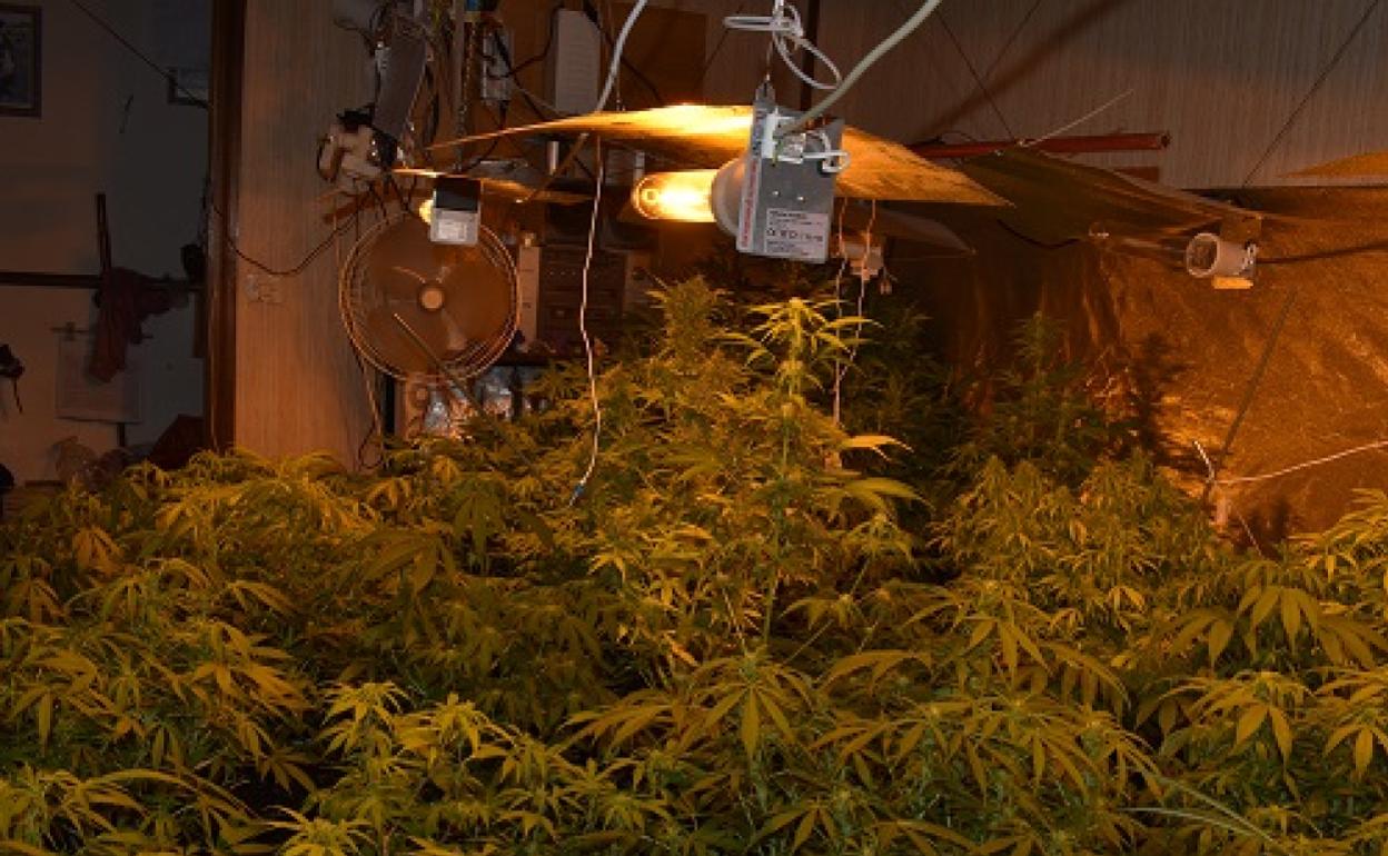 Plantación de marihuana en Ávila capital