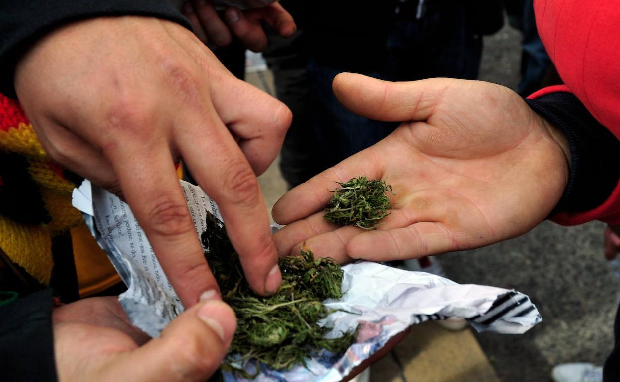 Cogollos de marihuana, en una imagen de archivo.