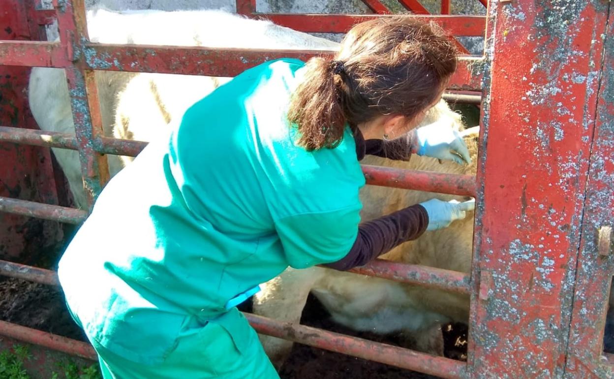 La Junta estudia limitaciones para atajar la tuberculosis bovina en zonas de Salamanca