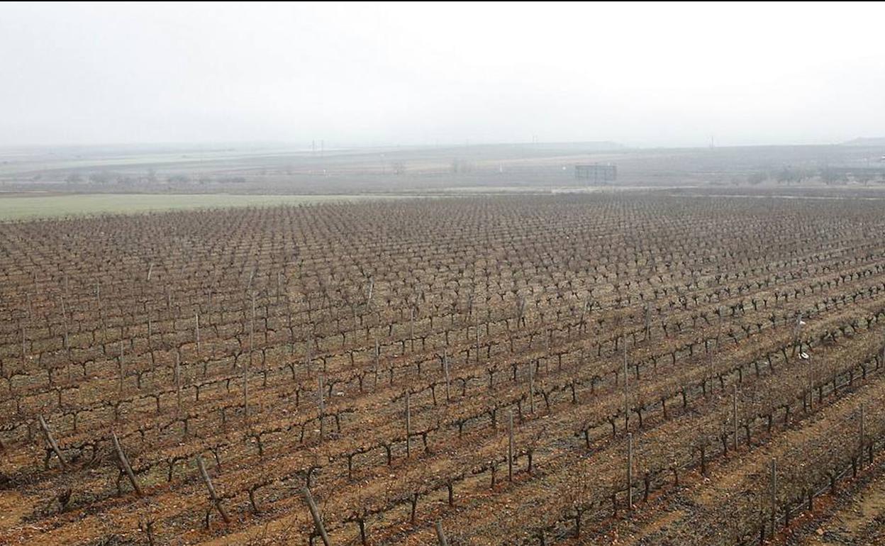 Viñedo de Bodegas Liberalia en la Denominación de Origen Toro. 