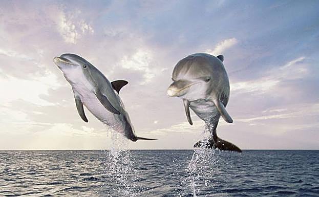 Los saltos de los animales acuáticos