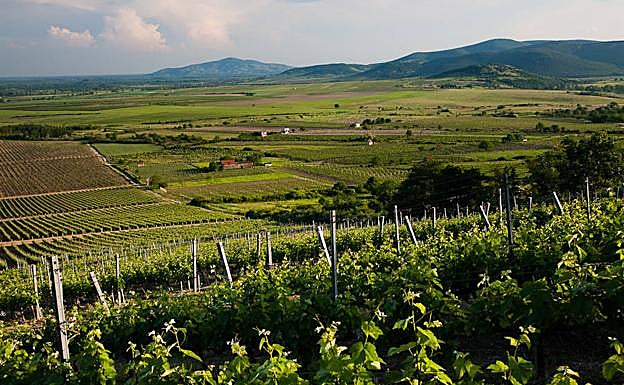 Viñedo de la Bodega Oremus de Tempos Vega Sicilia, en la región húngara de Tokaj. 