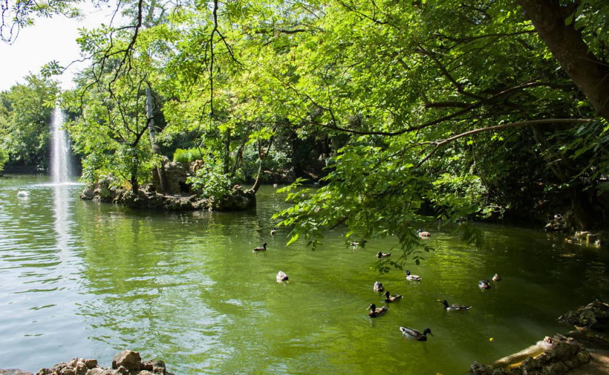Patos en el Campo Grande de Valladolid.