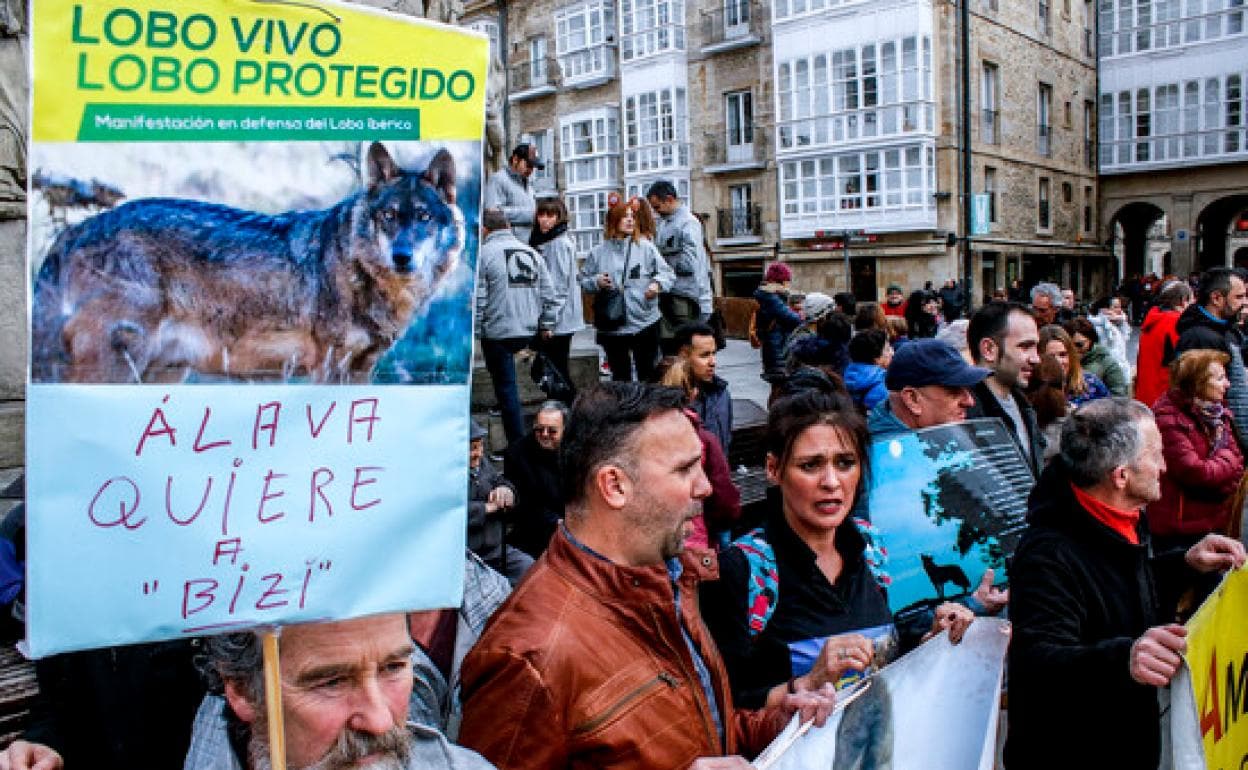 La caza del lobo estará prohibida en todo el país | El Norte de Castilla