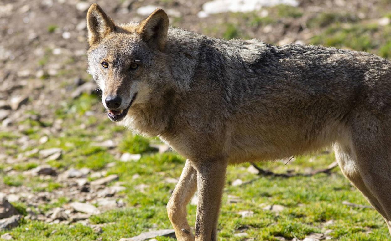 Un ejemplar de lobo ibérico, en el Centro del Lobo de Castilla y León. 