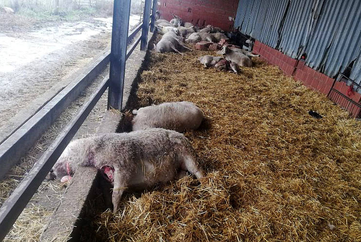 Un ataque de lobos mata a 59 ovejas en una explotación de Zamora | El Norte  de Castilla