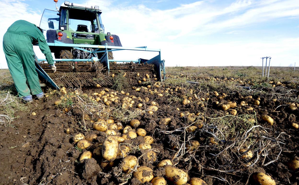 Recogida de la patata en una finca de Campaspero.