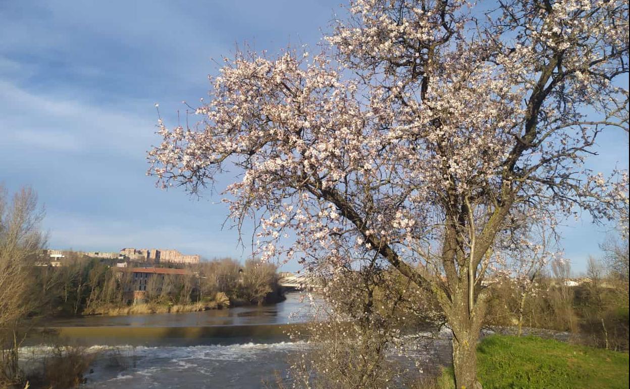 Imagen de un almendro en flor junto al Pisuerga enviada a El Norte por Isabel Jiménez.
