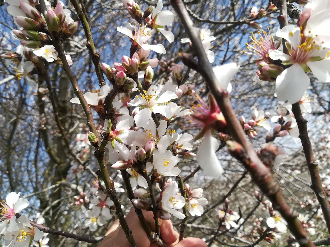 Fotos: Las imágenes de los almendros en flor enviadas por los lectores de El Norte