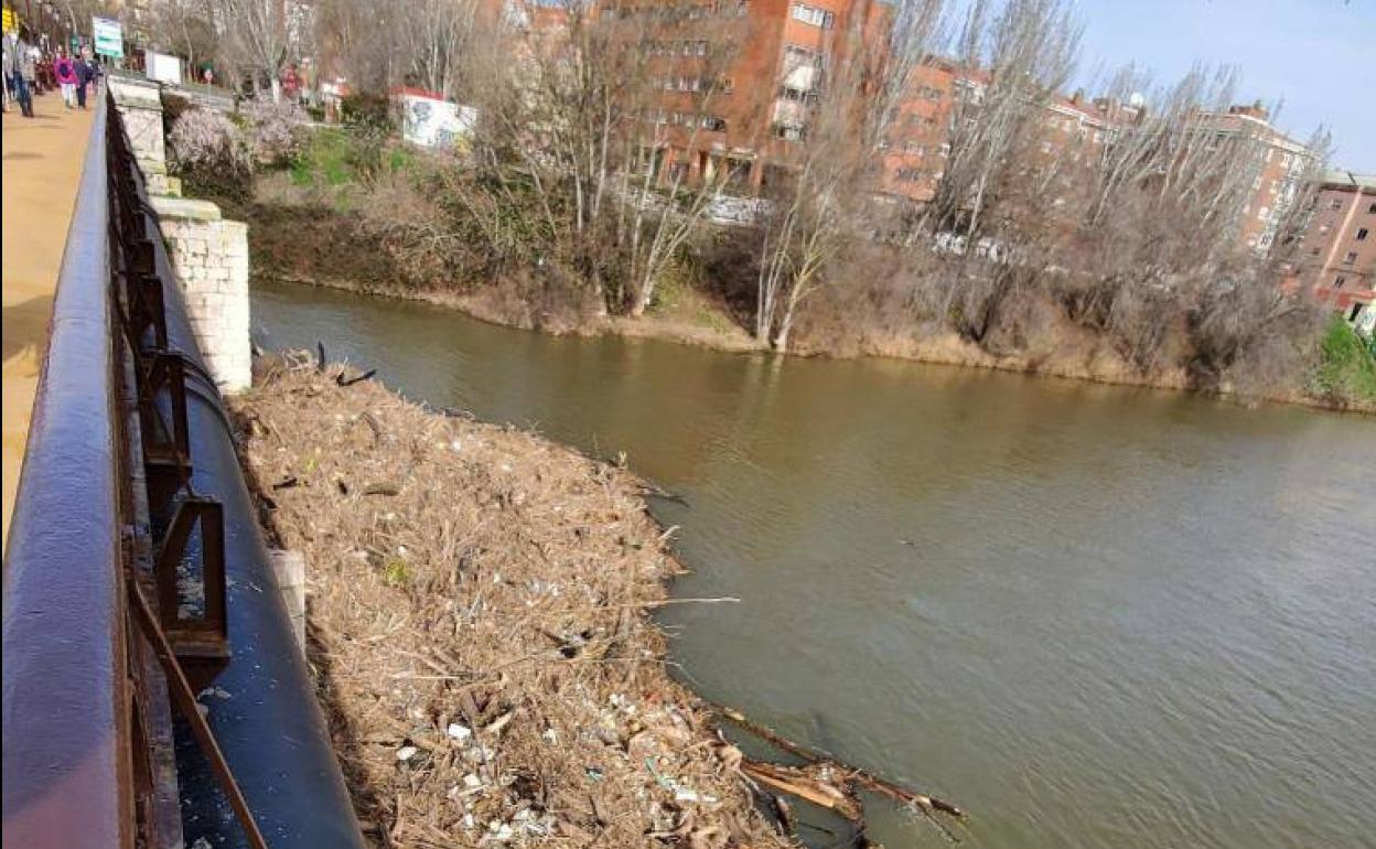 Troncos acumulados en los pilares del Puente Mayor.