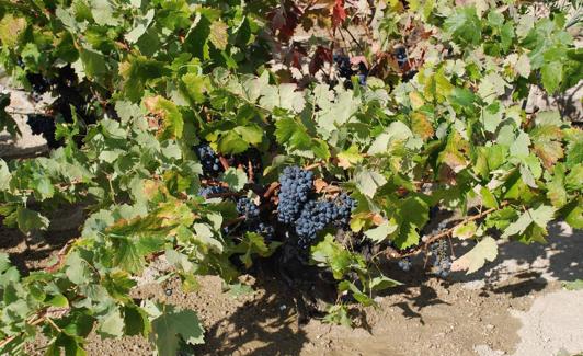 Viñedo de la uva Juan García. 