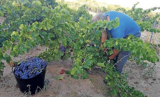 Vendimia de la variedad tinta garnacha en la DO Cebreros. 