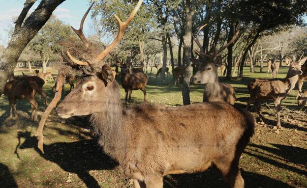 Uno de los animales afectados. 