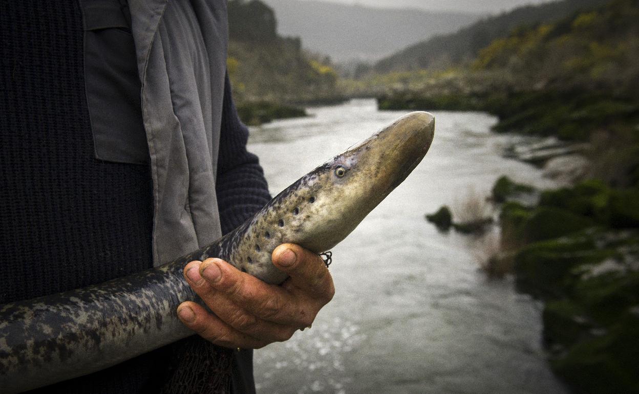 El Río Miño a la altura de Arbo, donde se captura la lamprea con técnicas ancestrales en las «pesquerías». 