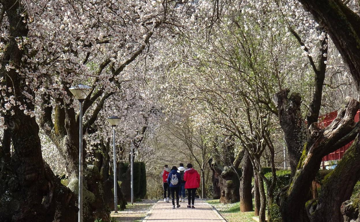 Árboles en flor en el parque de los Almendros de Parquesol.