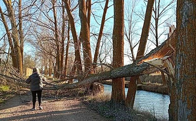 Árbol derribado junto al Canal de Castilla en Medina de Rioseco. 