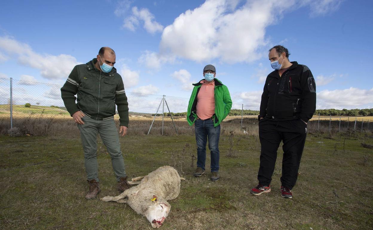 Tres ganaderos ante una oveja atacada por un lobo en la localidad zamorana de Peleagonzalo.
