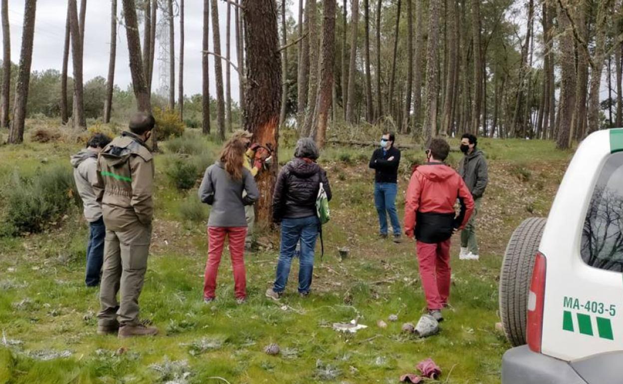 Jornadas sobre el pino resinero.