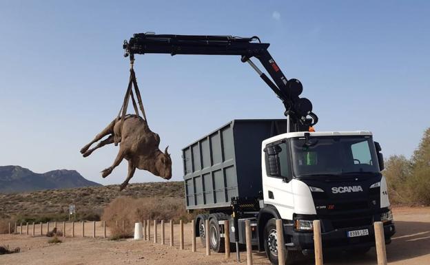 Un camión se encargó de recoger y transportar el cuerpo sin vida de la res. 