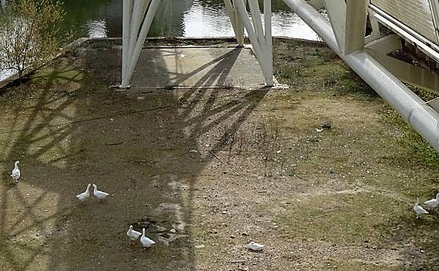 Ocas bajo la pasarela del Museo de la Ciencia.