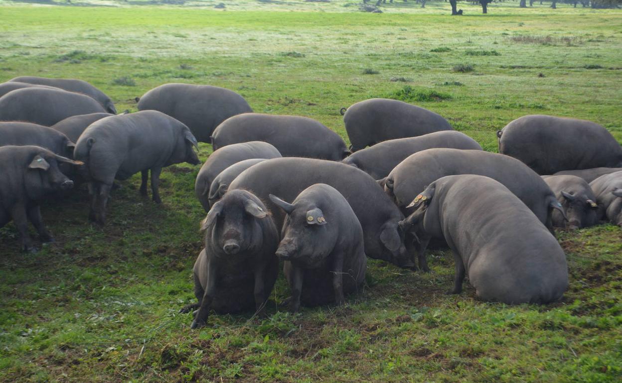 Cerdos ibéricos descansan en un prado.