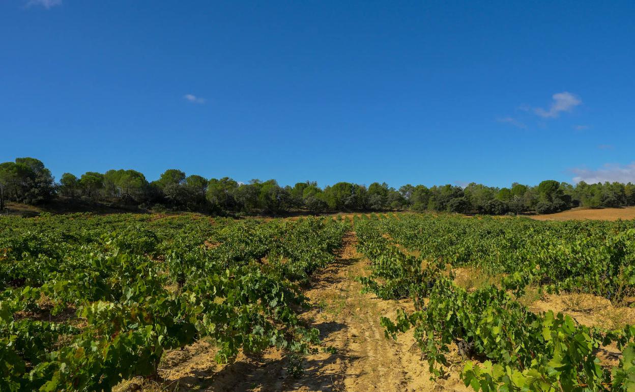 Viñedo de la Ribera del Duero. 