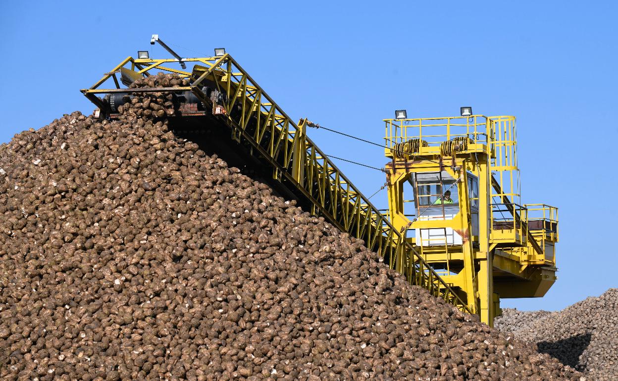 Recepción y movimiento de remolacha a través de una cinta transportadora en Acor. 