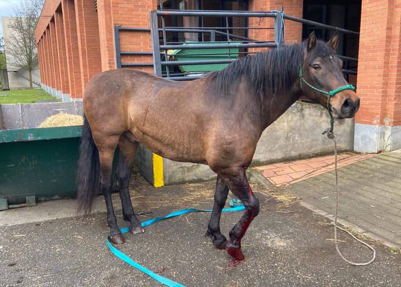 La Guardia Civil investiga «la triste historia» de Azar, el caballo 'asesinado' en Rucayo. Los agentes investigan quién disparó al equino en una finca localizada en la zona de Boñar. El animal fue adquirido para una joven que durante años había soñado con poder cuidar a un caballo. 