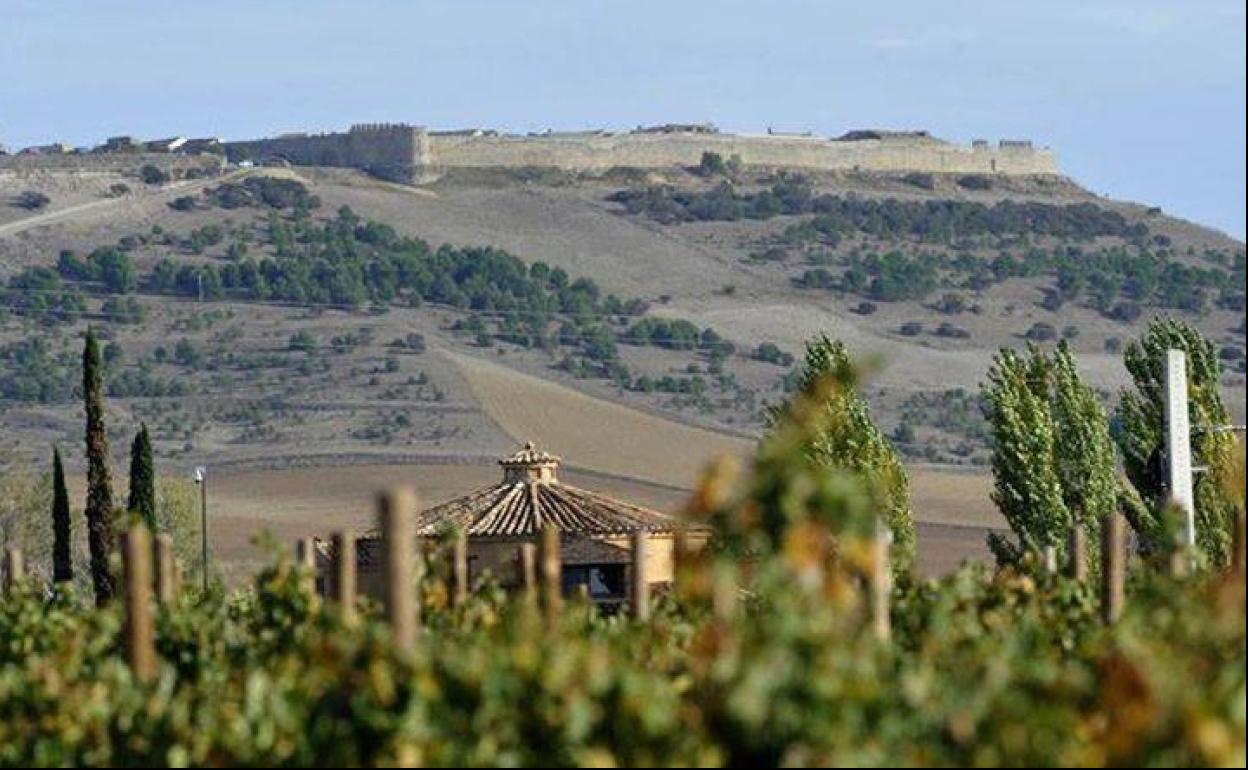 Viñedo y palomar de Heredad de Urueña con las murallas del municipio al fondo. 