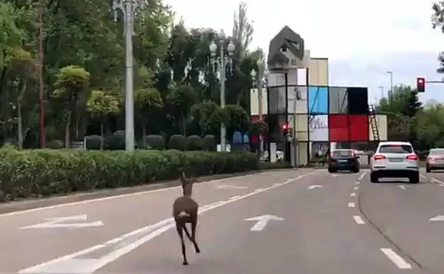 El corzo corre por el Paseo de Zorrilla antes de la rotonda del cine.