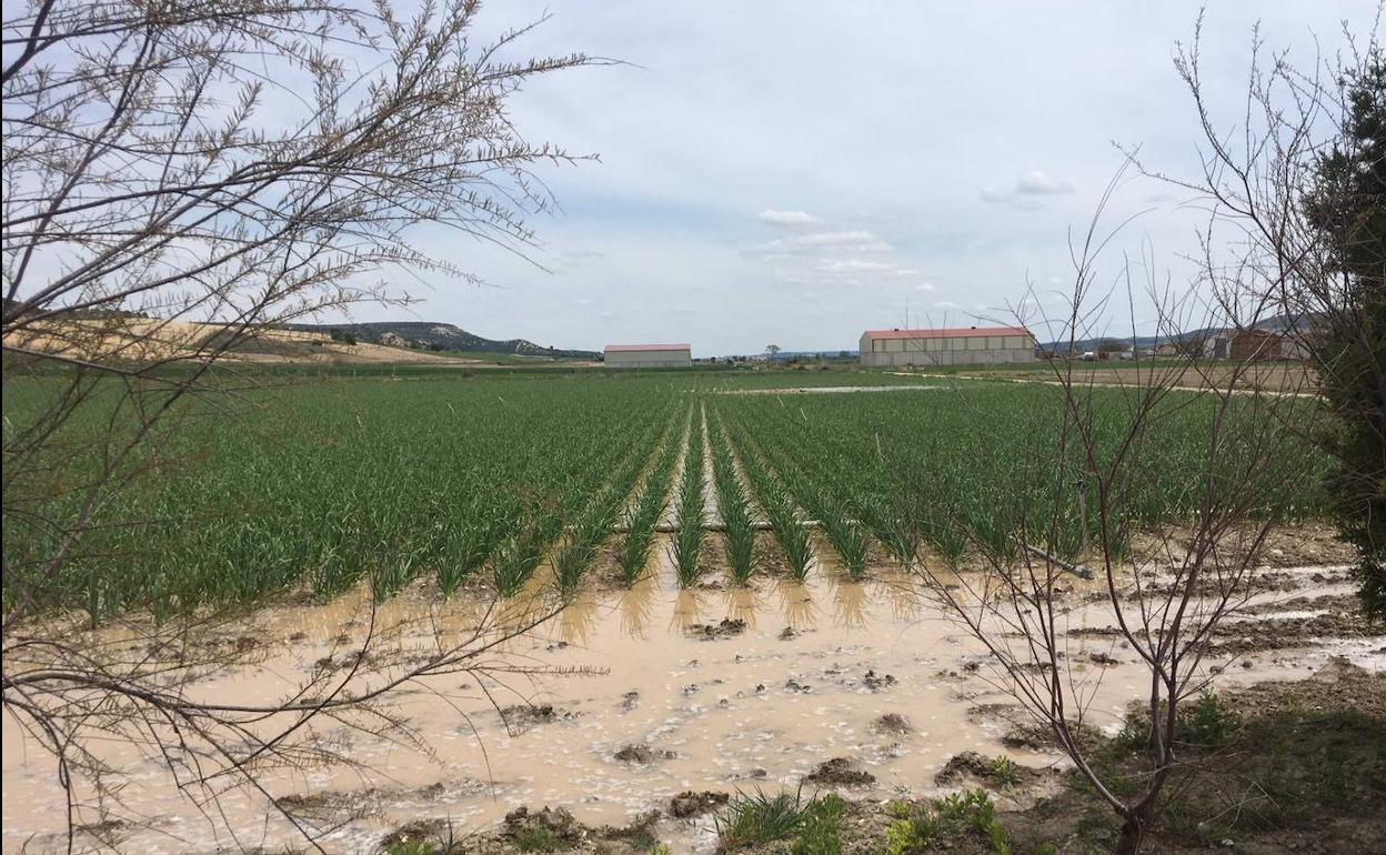 Tierra sembtada de ajos que se ha visto afectada.