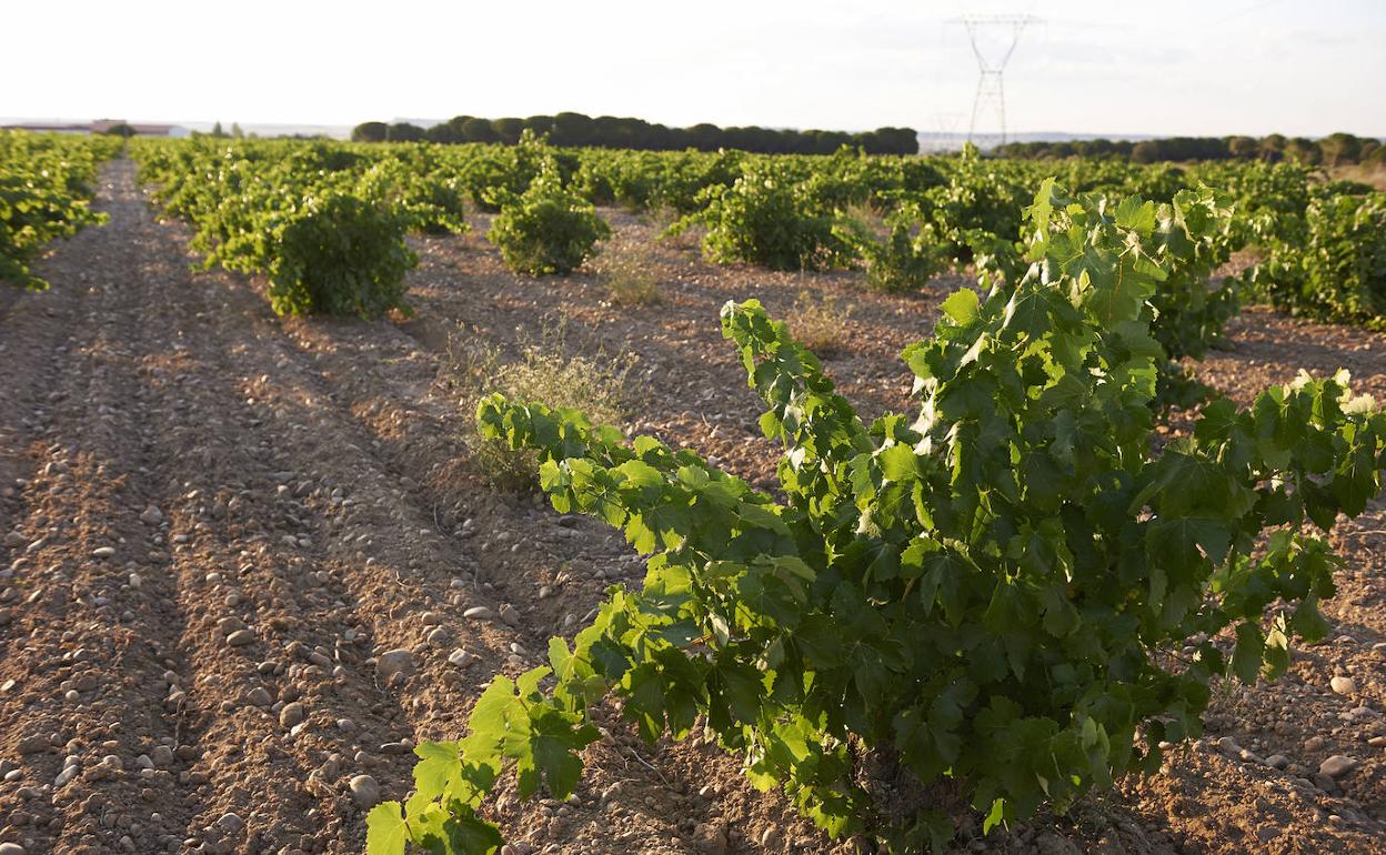 De Alberto, premiada con dos medallas de Oro en el Berliner Wine Trophy