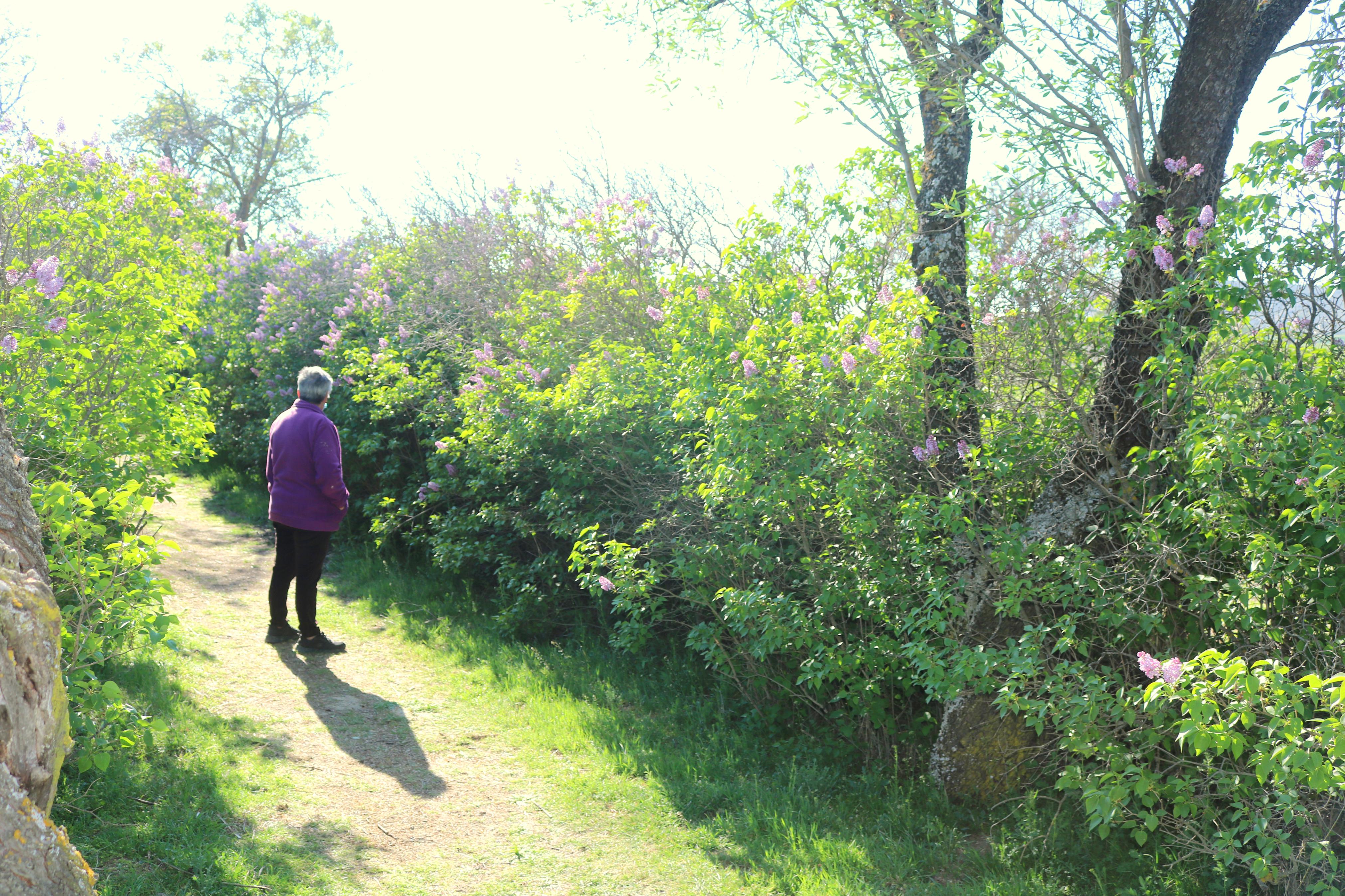 El Paseo de las Lilas es un atractivo para niños y mayores