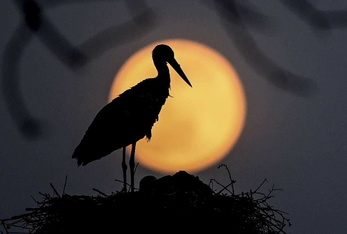 Fotos: La superluna rosa deslumbra al mundo