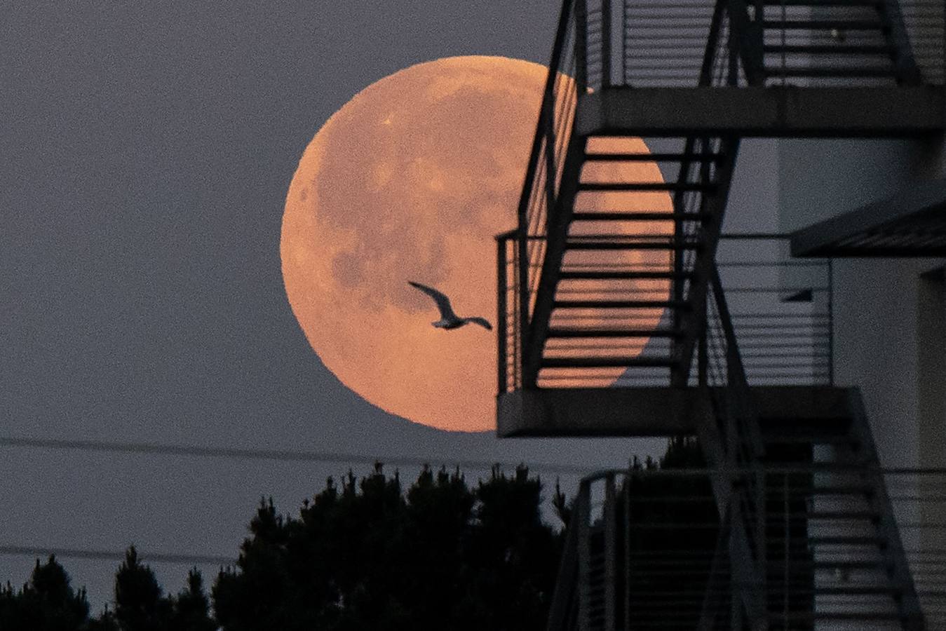 Fotos: La superluna rosa deslumbra al mundo