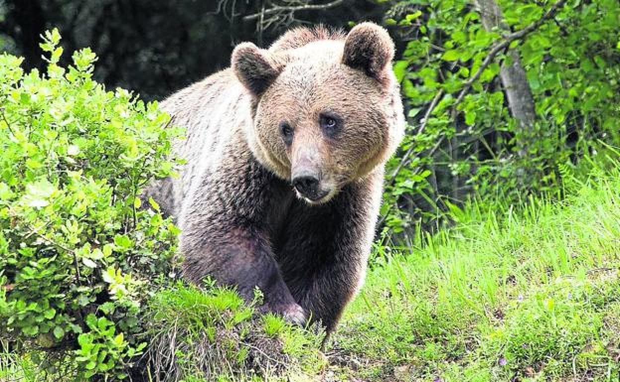 El 'precio' de matar especies protegidas en Castilla y León:  euros  por un oso o 600 por una cigüeña | El Norte de Castilla