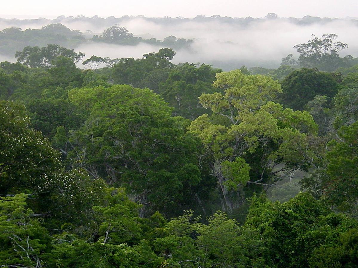 Amazonia: Este bosque tropical encabeza la lista por ser la madre de todos los bosques y el auténtico pulmón de la Tierra. La totalidad de la selva amazónica es uno de los bosques más impresionantes e imponentes del mundo con una extensión de cerca de 6 millones de kilómetros cuadrados y con una de las faunas y floras más ricas del planeta. Una de las 7 Maravillas Naturales del Mundo que se extiende por los países de Brasil, Bolivia, Colombia, Guyana Francesa, Surinam, Perú, Ecuador y Venezuela. Su nombre está relacionado con el río Amazonas que pasa a través de esta gran selva.