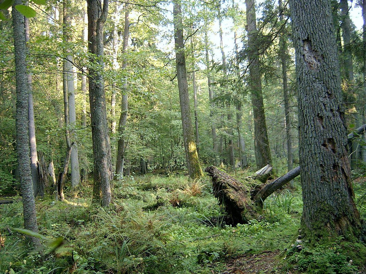 Fotos: Los bosques más impresionantes del mundo, entre los que hay uno de Castilla y León