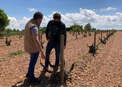 Imagen secundaria 1 - Fernando Mora recorrió los viñedos de Cigales y algunas bodegas. 